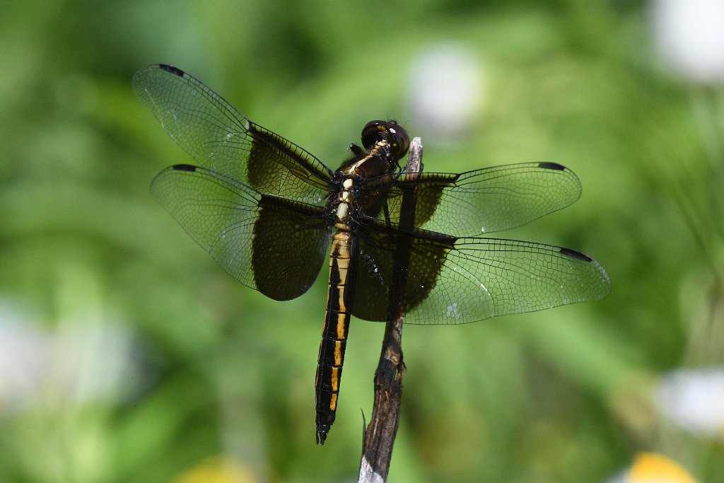 119 2017-07262671 Drumlin Farm Wildlife Sanctuary, MA.JPG - Widow Skimmer Dragonfly (Libellula luctuola). Drumlin Farm Wildlife Sanctuary, MA, 7-26-2017